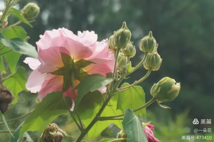 芙蓉山上,芙蓉花开!